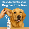 Best Antibiotics for Dog Ear Infection