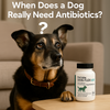 When Does a Dog Really Need Antibiotics?