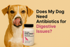 Does My Dog Need Antibiotics for Digestive Issues