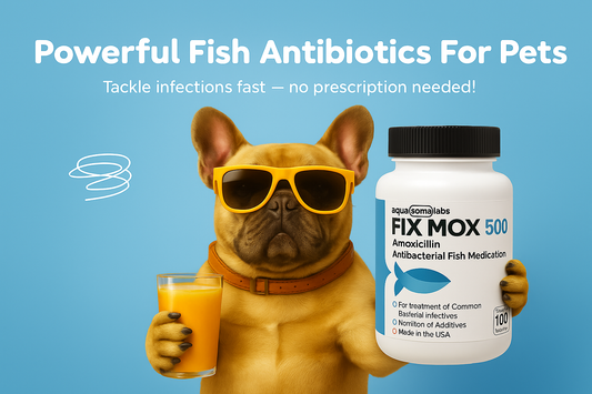 Dog amoxicillin without vet prescription