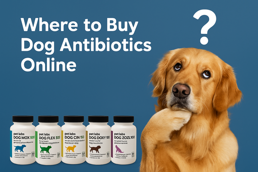 Where to Buy Dog Antibiotics Online | Safe, Prescription-Free Options