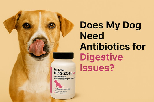 Does My Dog Need Antibiotics for Digestive Issues