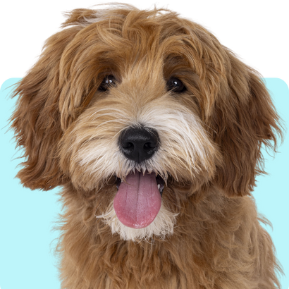 Dog Azithromycin