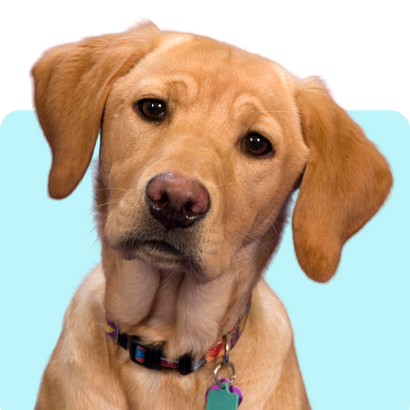 Dog Cephalexin
