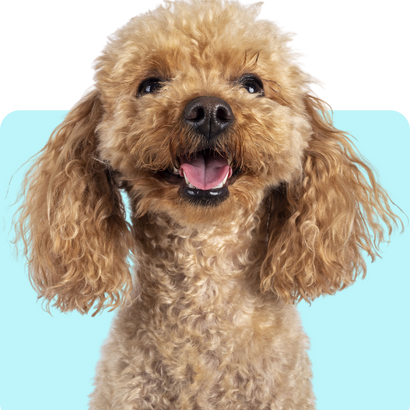 Dog Amoxicillin