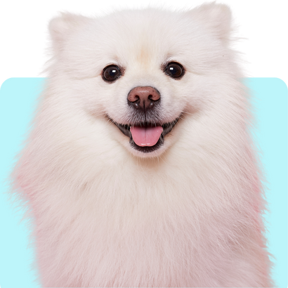 Dog Doxycycline