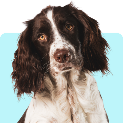 Dog Clindamycin