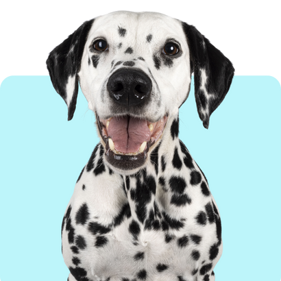 Dog Metronidazole