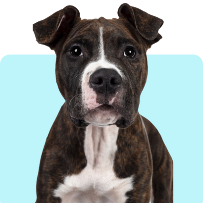 Dog Ciprofloxacin